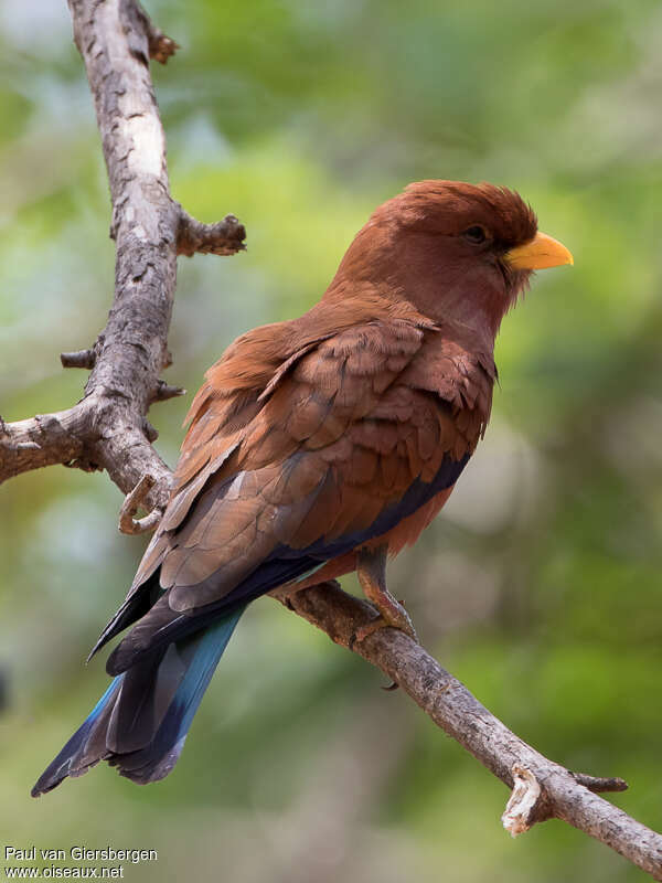 Broad-billed Rolleradult