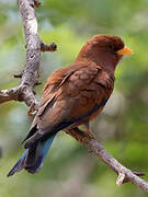 Broad-billed Roller