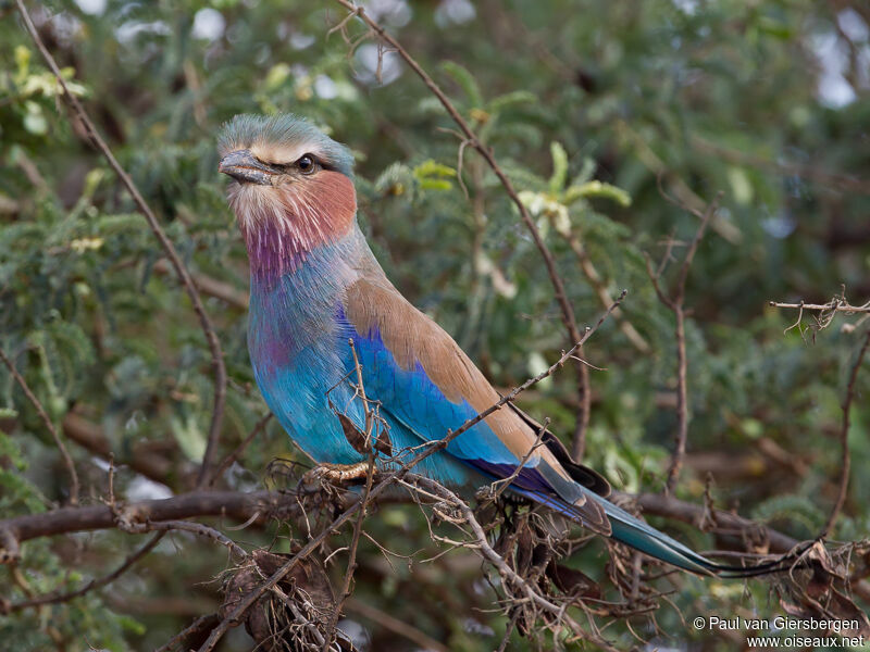 Lilac-breasted Roller