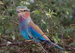 Lilac-breasted Roller