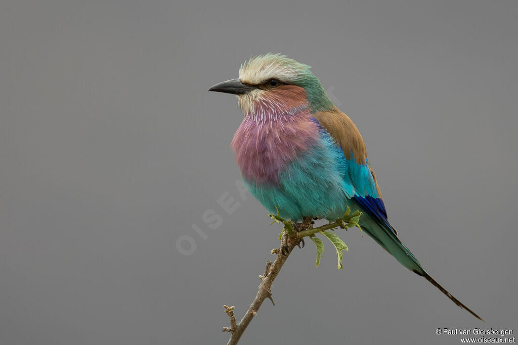 Lilac-breasted Rolleradult