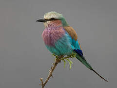 Lilac-breasted Roller