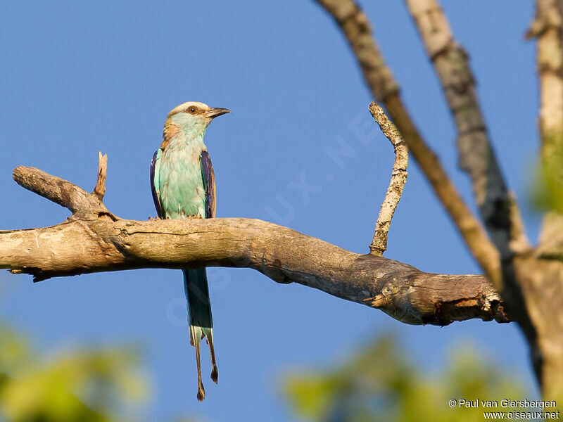 Racket-tailed Roller