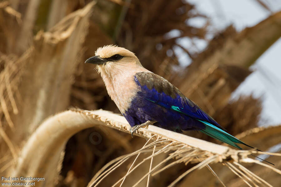 Blue-bellied Rolleradult, identification