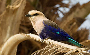 Blue-bellied Roller