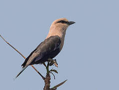 Blue-bellied Roller