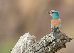 Abyssinian Roller