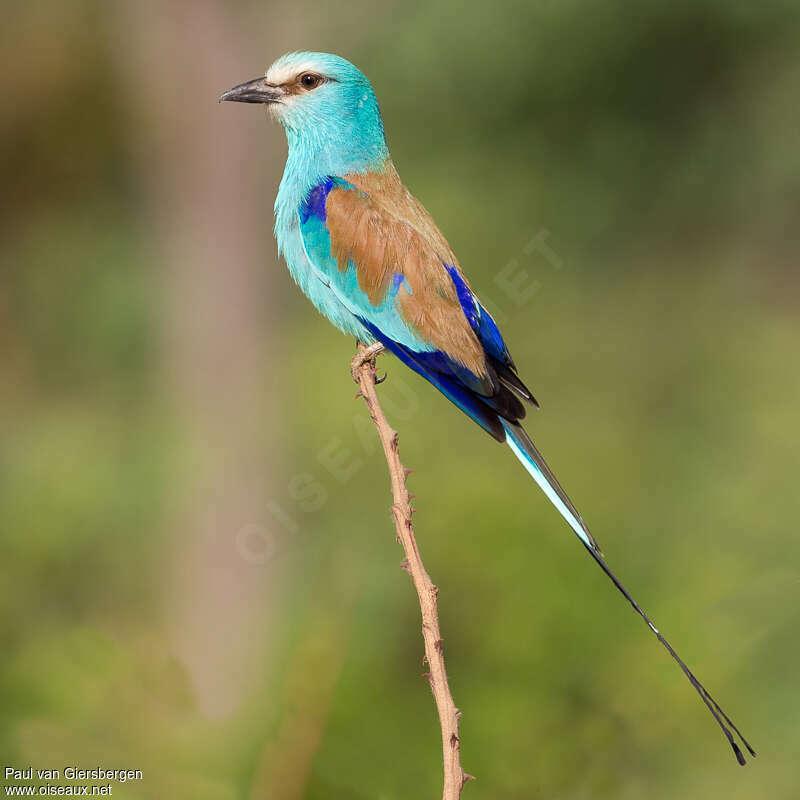 Rollier d'Abyssinieadulte nuptial, identification