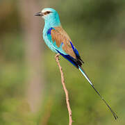 Abyssinian Roller