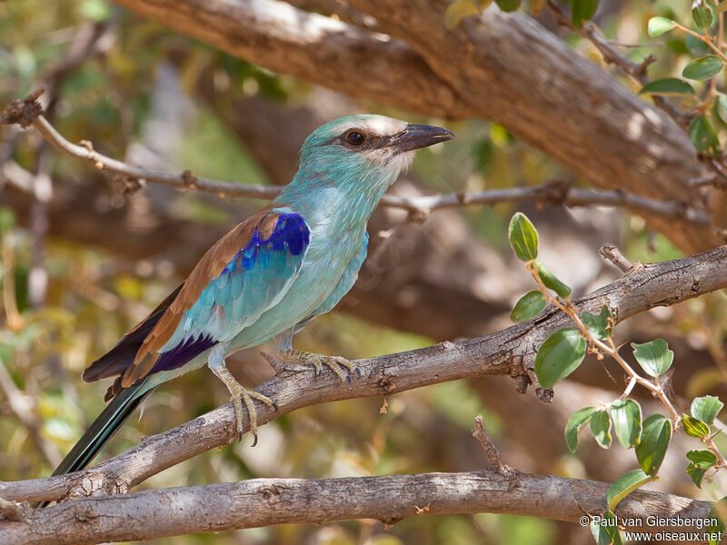 Abyssinian Roller