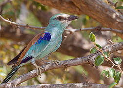 Abyssinian Roller