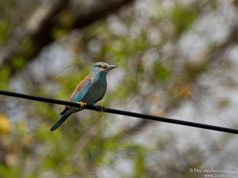 European Roller