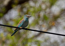 European Roller