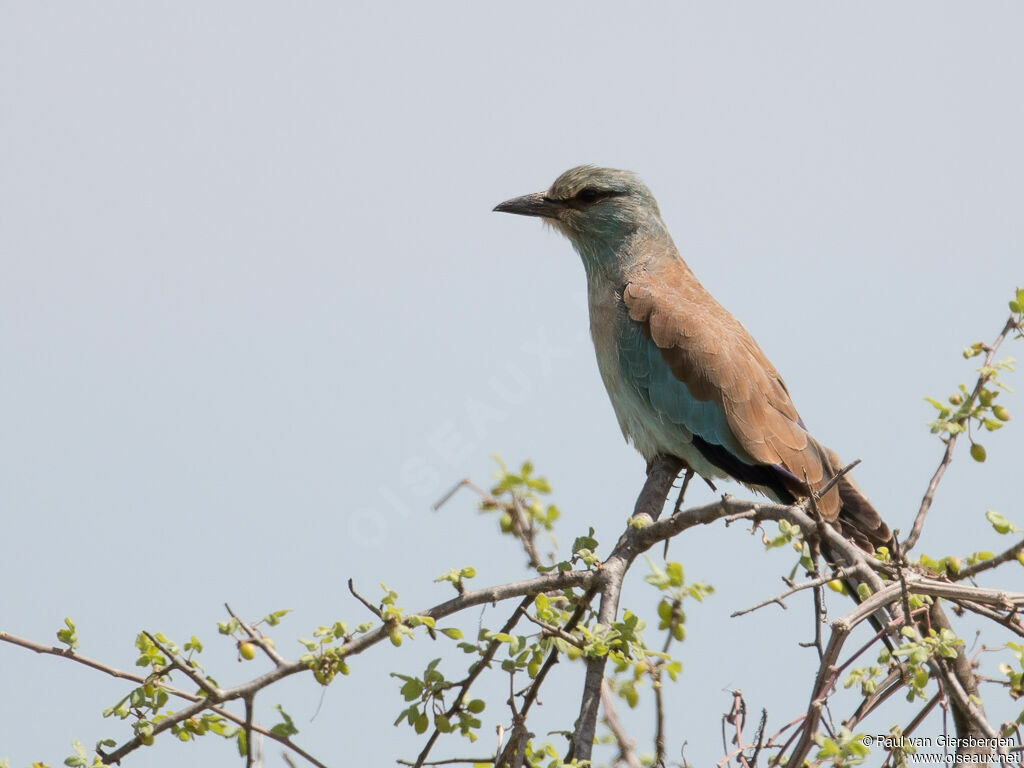 European Rolleradult