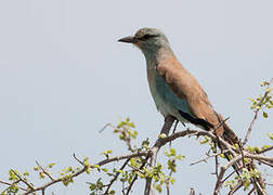 European Roller