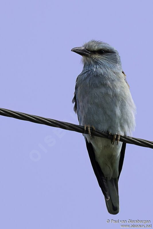 European Rolleradult