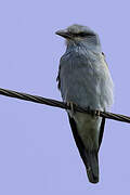 European Roller