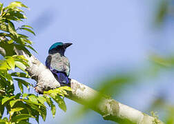 Purple-winged Roller