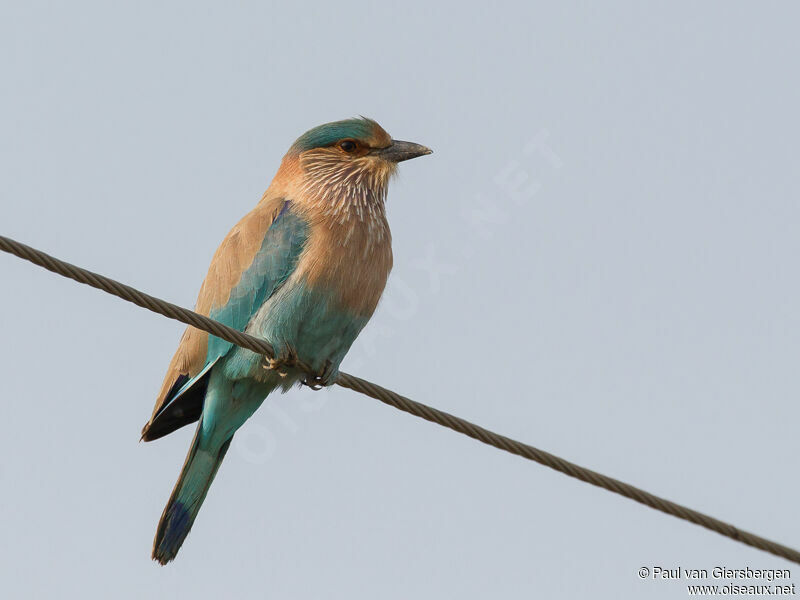 Indian Rolleradult