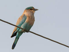 Indian Roller