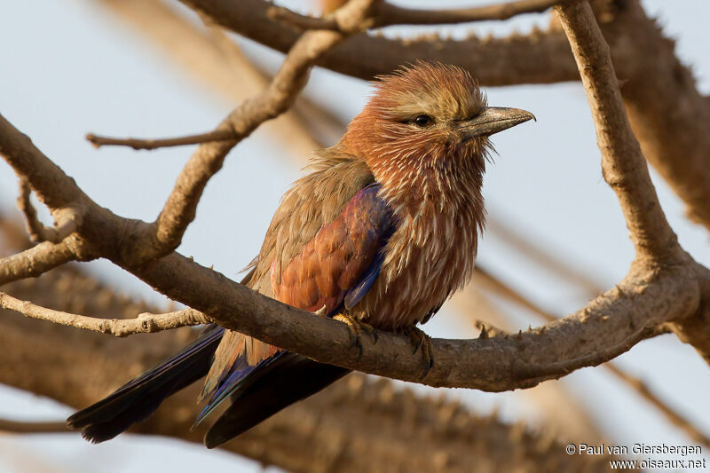 Purple Roller