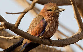 Purple Roller