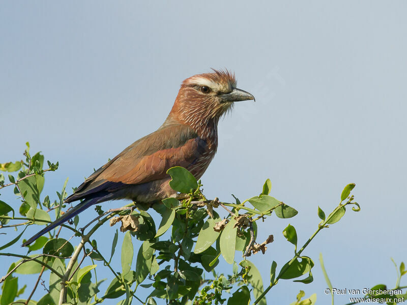 Purple Roller