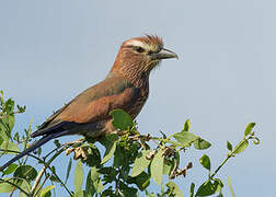 Purple Roller