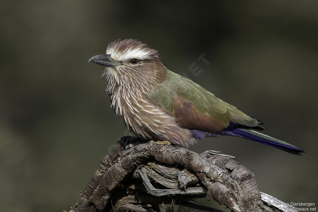 Purple Rolleradult