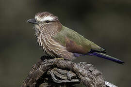 Purple Roller