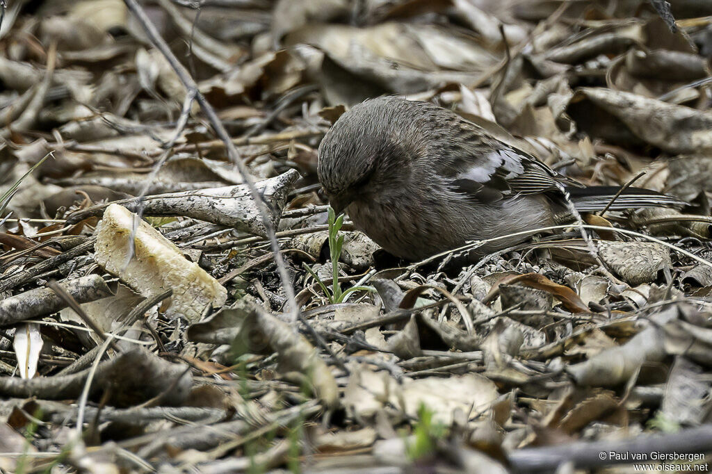 Siberian Long-tailed Rosefinch female adult