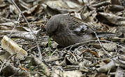 Roselin à longue queue