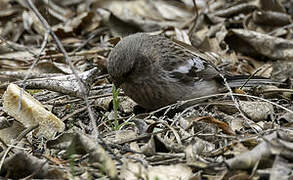 Siberian Long-tailed Rosefinch