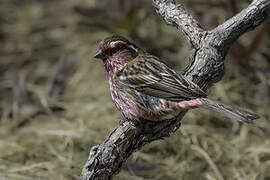 Chinese White-browed Rosefinch