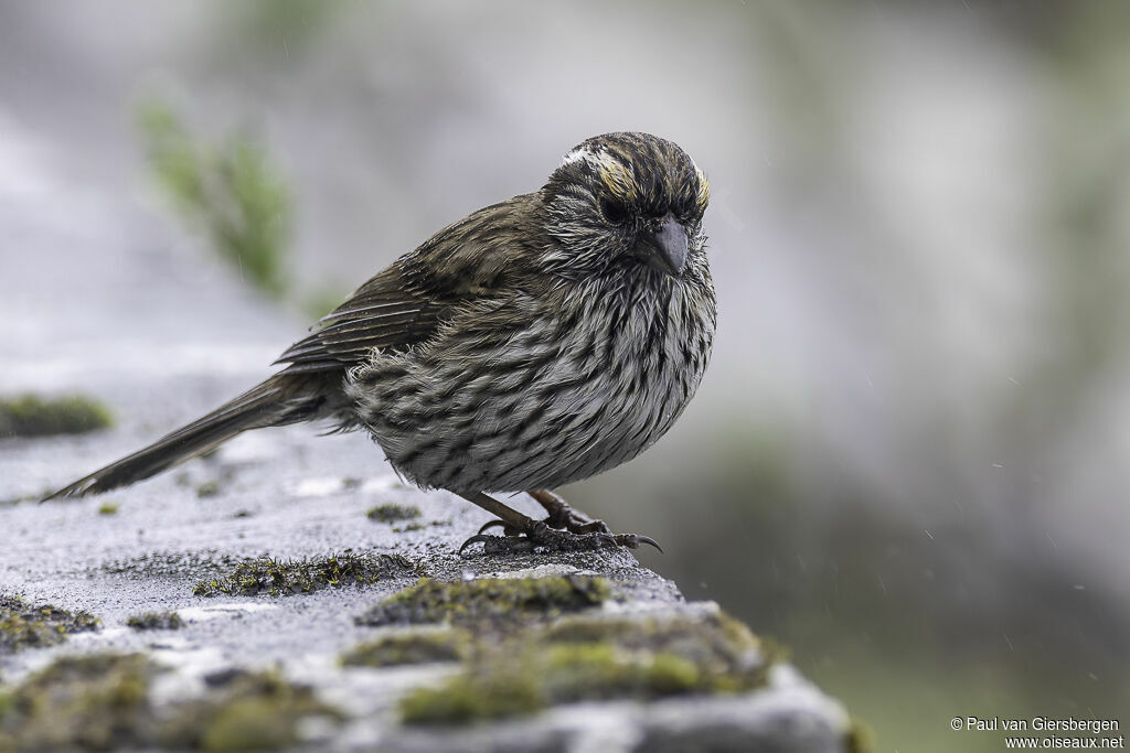 Chinese White-browed Rosefinch female adult