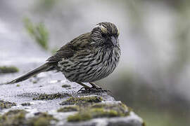 Chinese White-browed Rosefinch