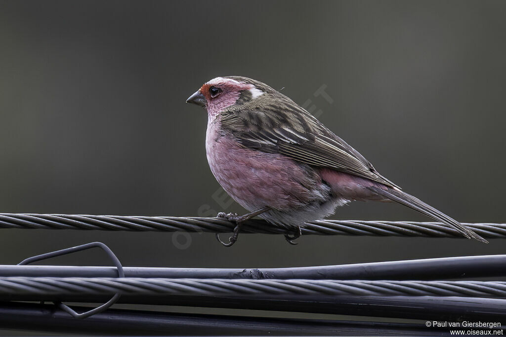 Chinese White-browed Rosefinch male adult