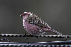 Roselin à sourcils blancs