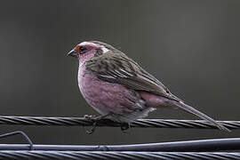 Chinese White-browed Rosefinch