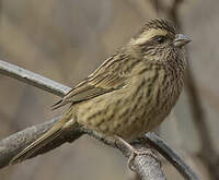 Roselin à sourcils roses