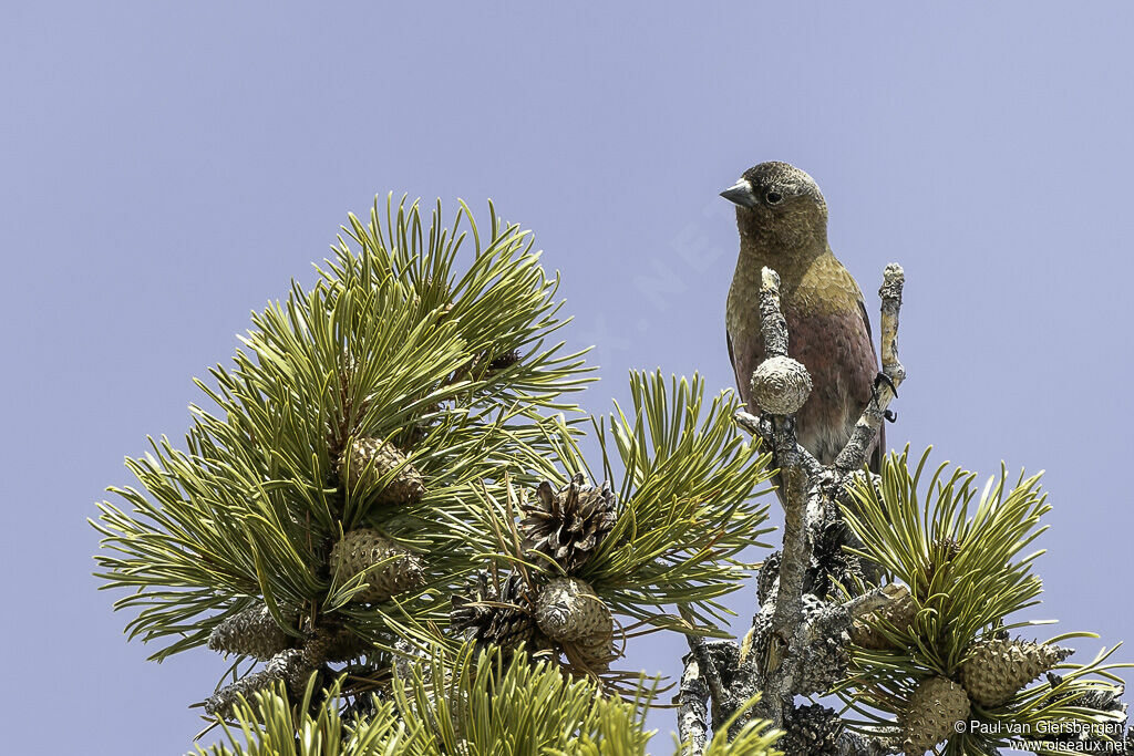 Brown-capped Rosy Finchadult