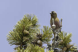 Brown-capped Rosy Finch