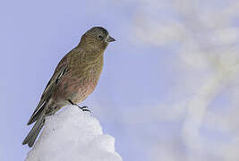 Brown-capped Rosy Finch