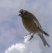 Grey-crowned Rosy Finch