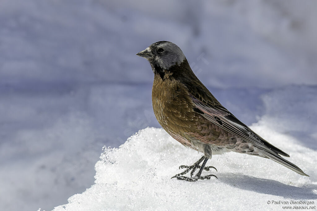 Grey-crowned Rosy Finchadult