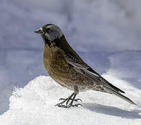 Grey-crowned Rosy Finch