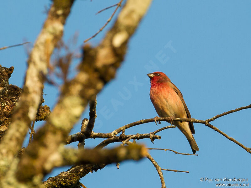 Common Rosefinch