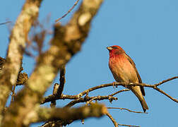 Common Rosefinch