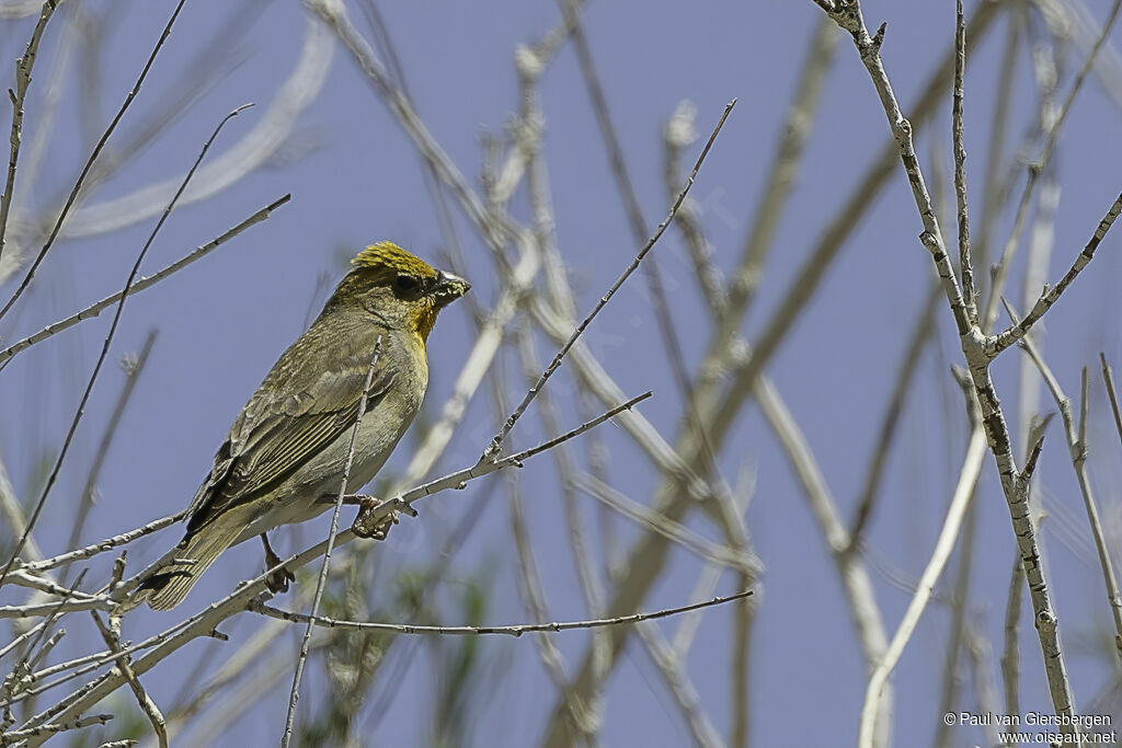 Common Rosefinch