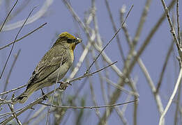 Common Rosefinch